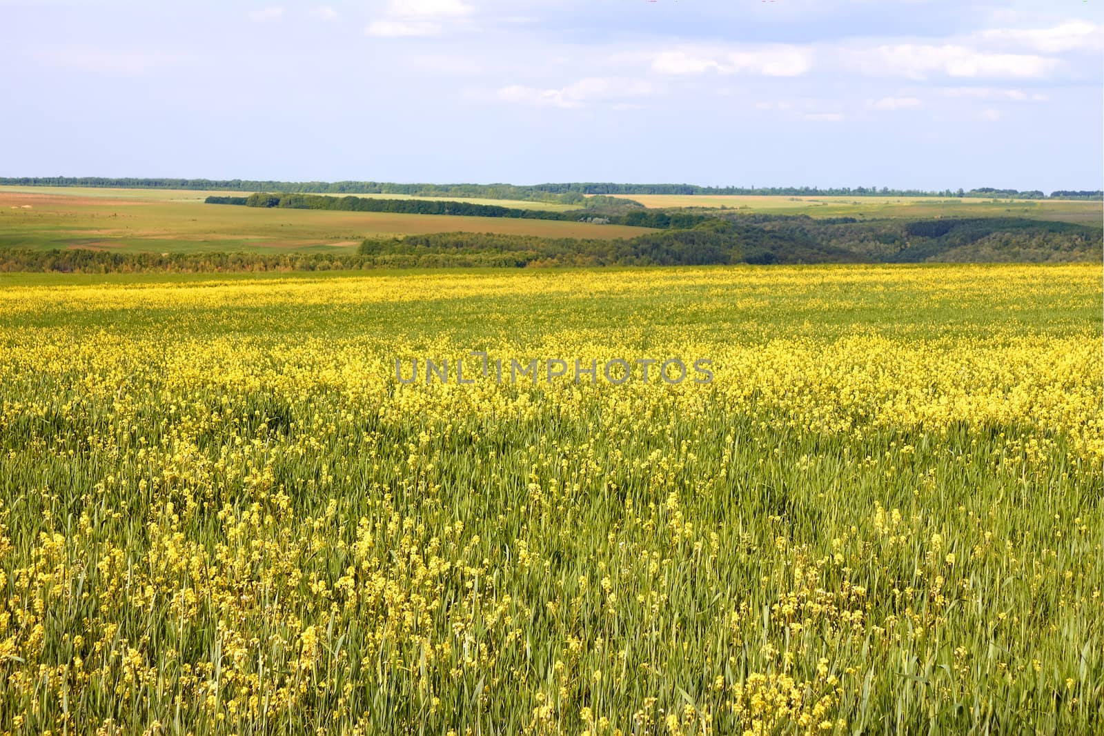 Wide field of flowering rapeseed and barley plants