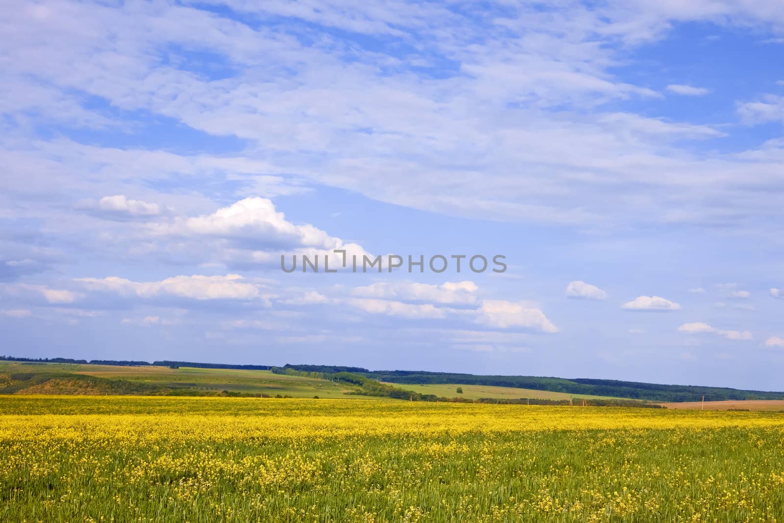 Cloudscape over wide field with flowering rapeseed and barley