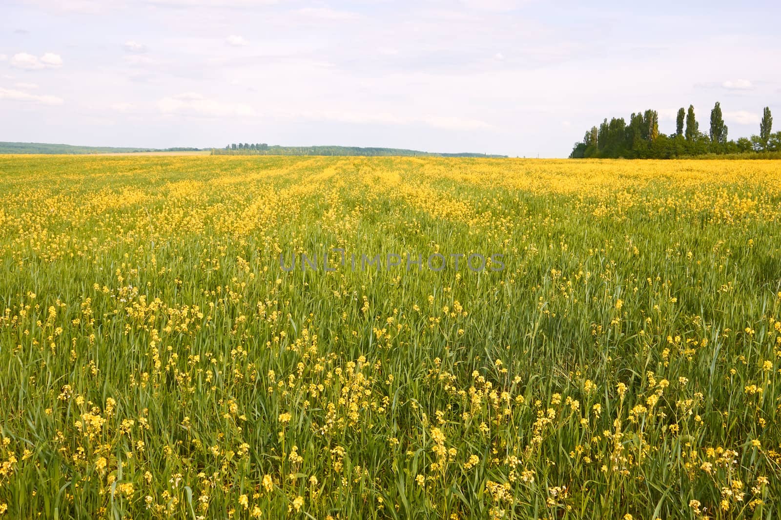 Rural landscape. Wide field with mixture of flowering rapeseed and barley