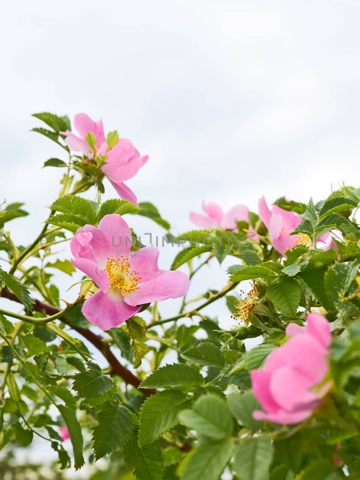 Pink flowers of wild roses in flowering season against the sky close-up
