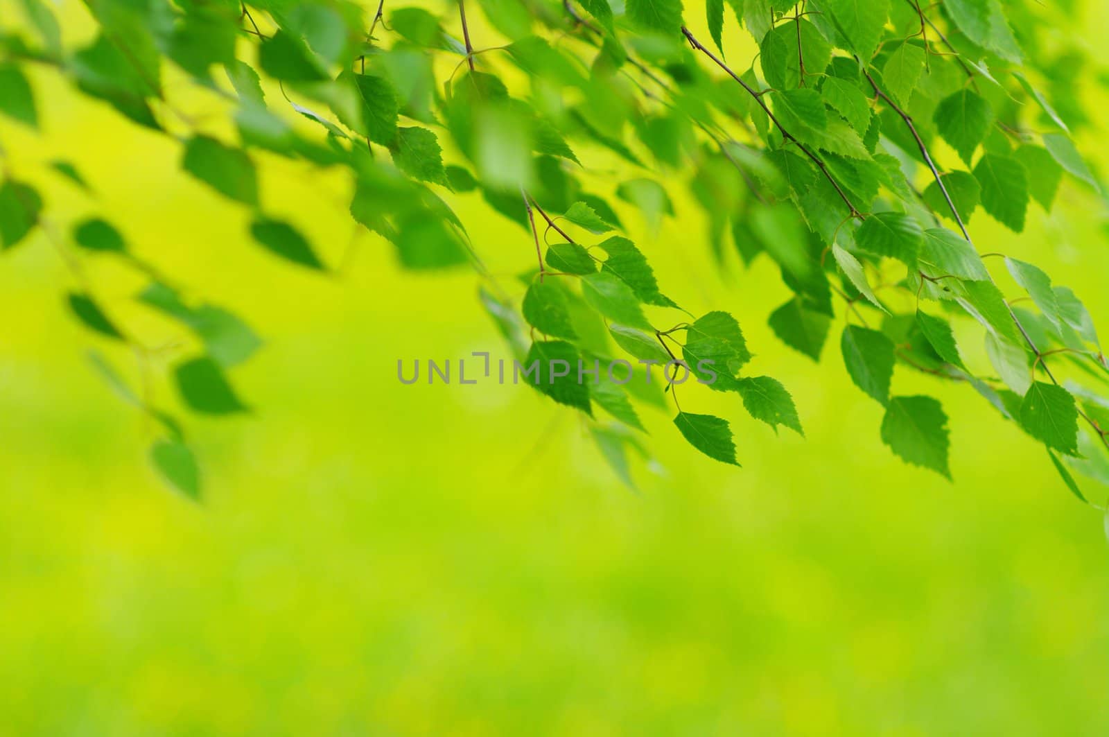 green leaves foliage at springtime outside in the nature