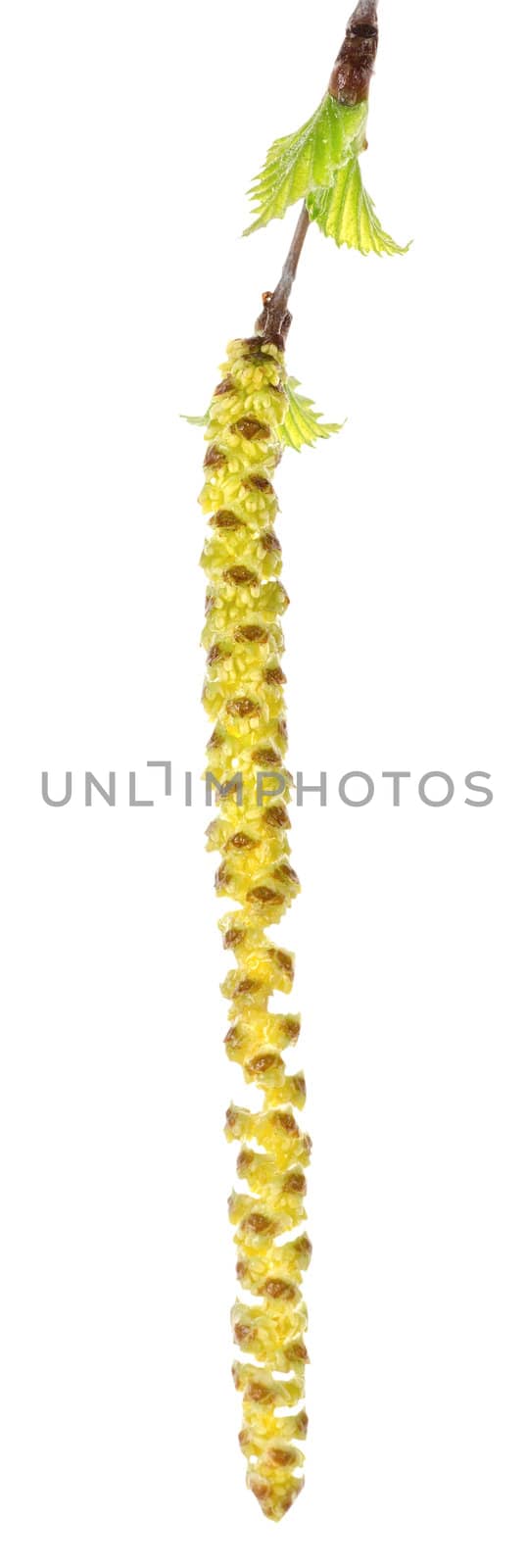 Bud of birch with leaves isolated on a white background