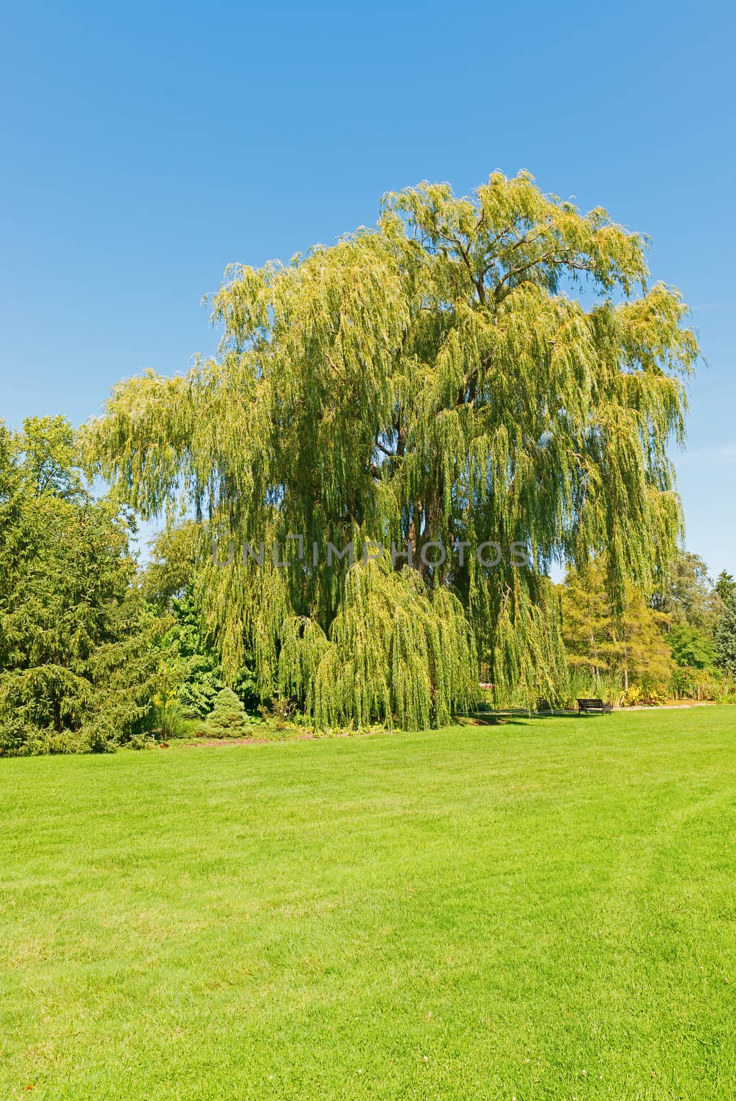 Tree in Niagara Botanical Gardens