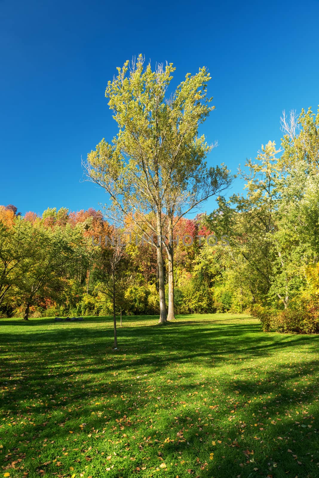 Fall in park in Milton Ontario