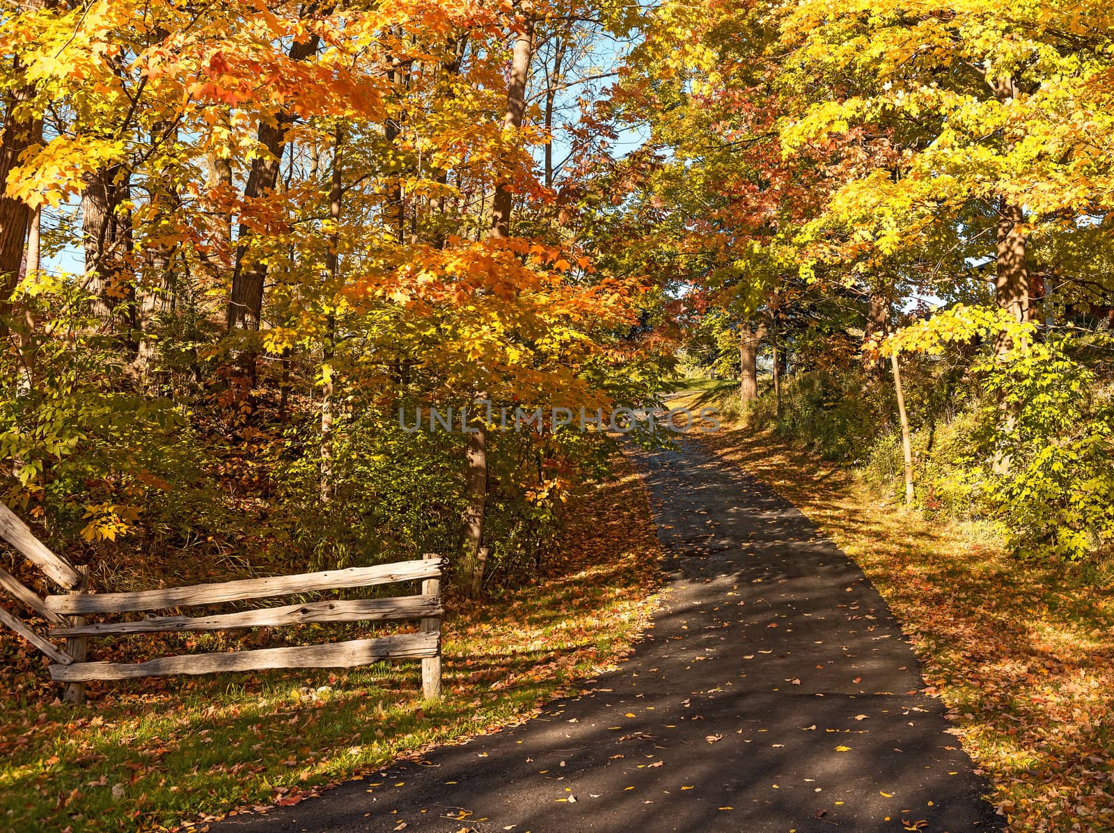 Vibrant leaves fall colours 