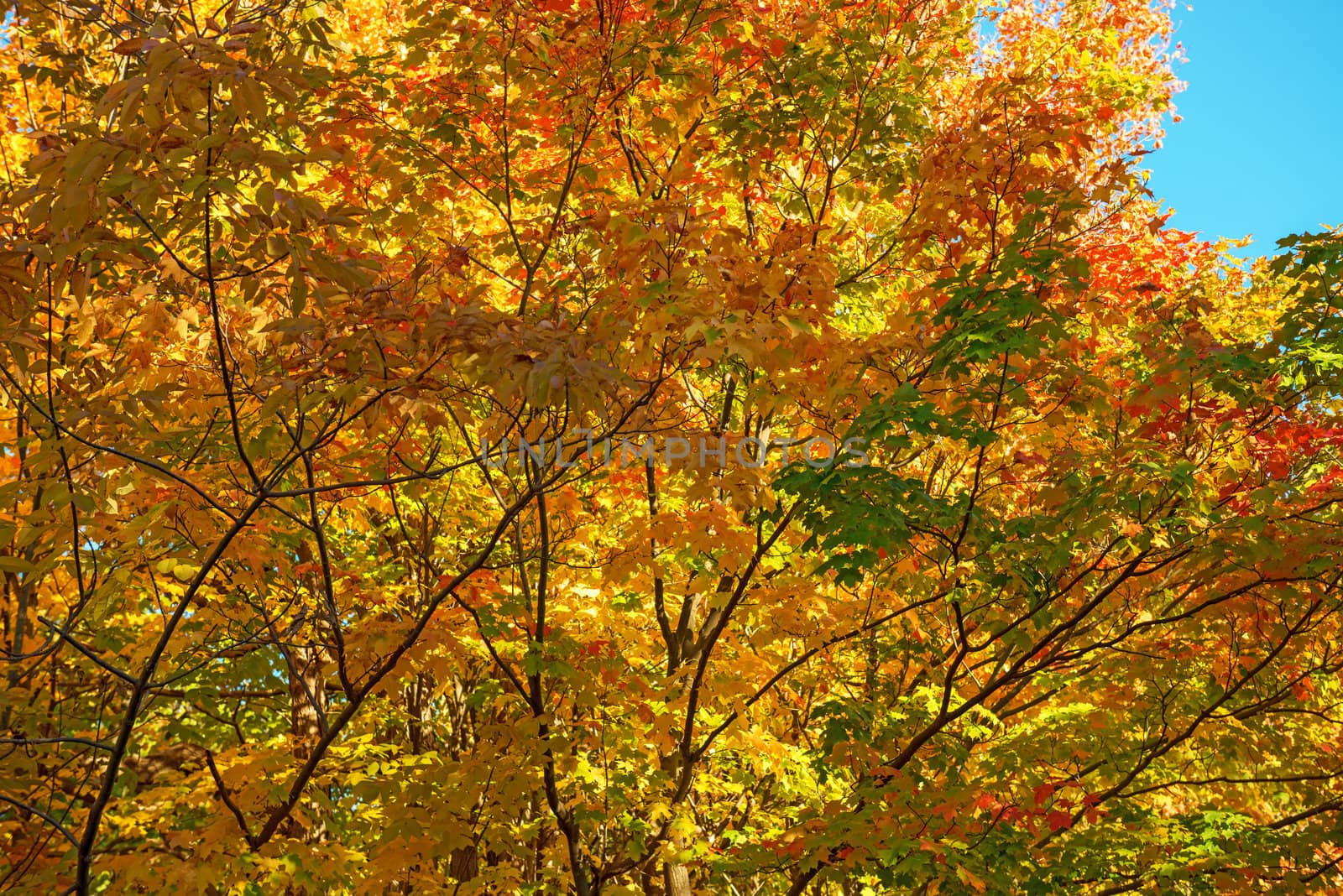 Vibrant color of Leaves on tree in the fall,  Milton, Ontario, Canada
