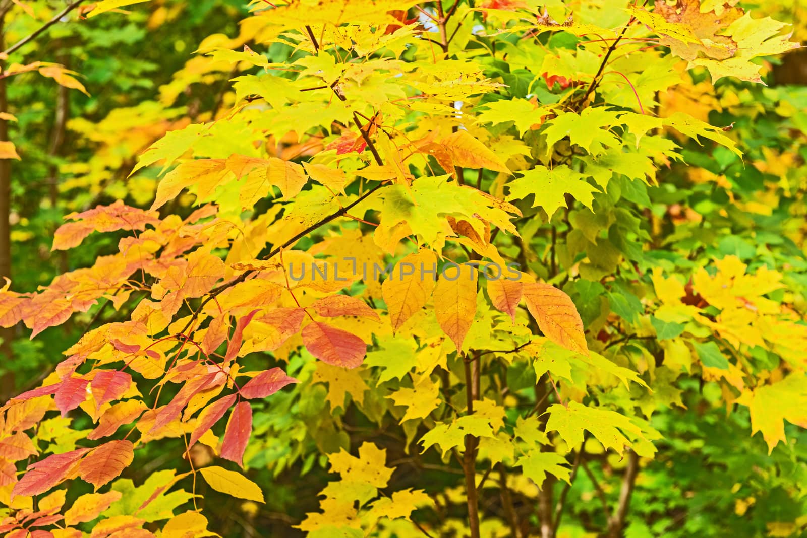  autumn in the park, Colorful foliage 