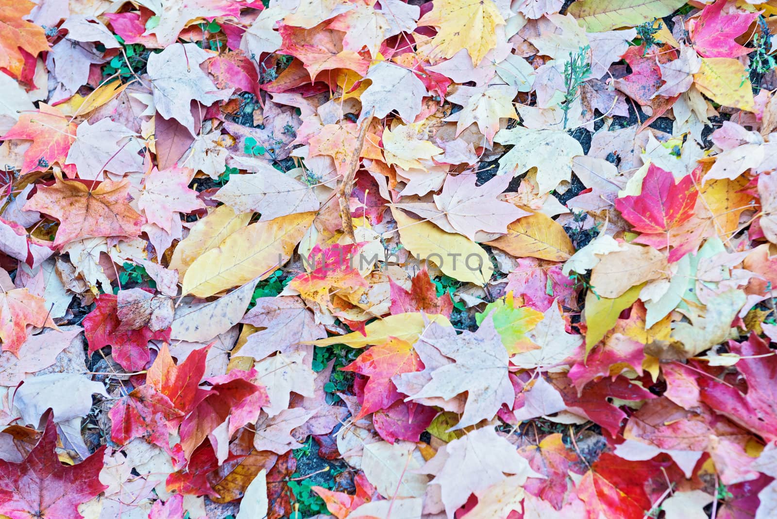  autumn in the park, Colorful leaves foliage 