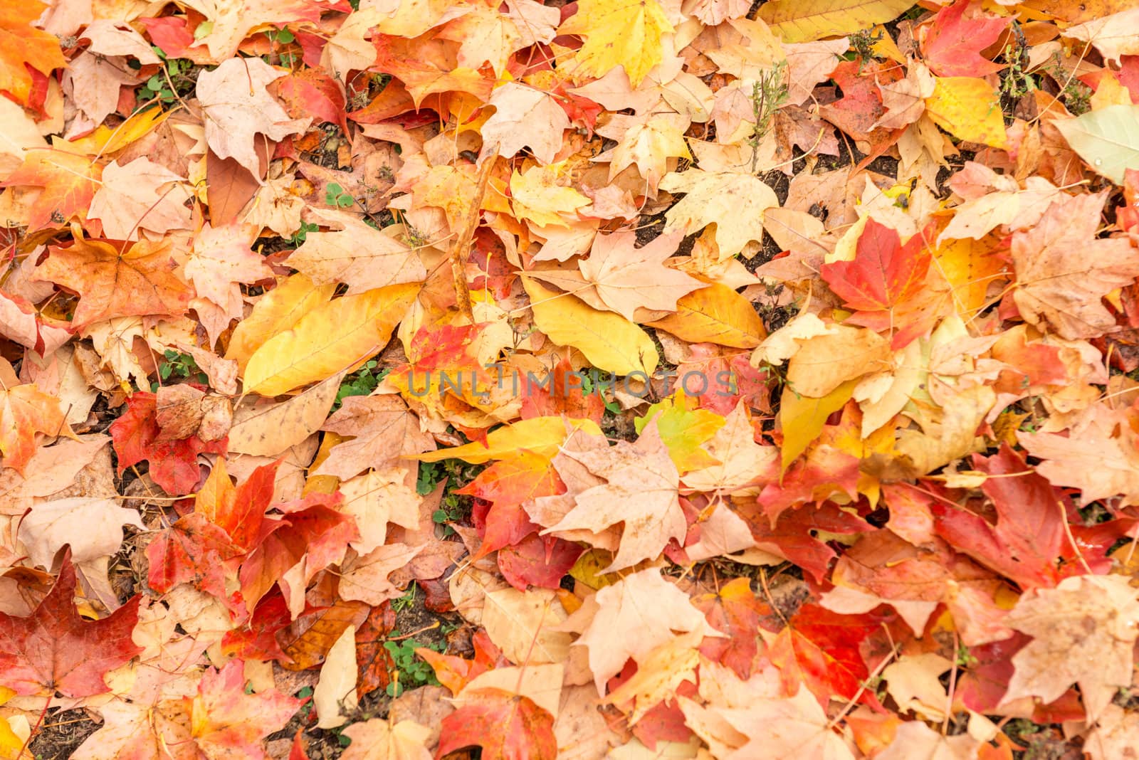  autumn in the park, Colorful leaves foliage 