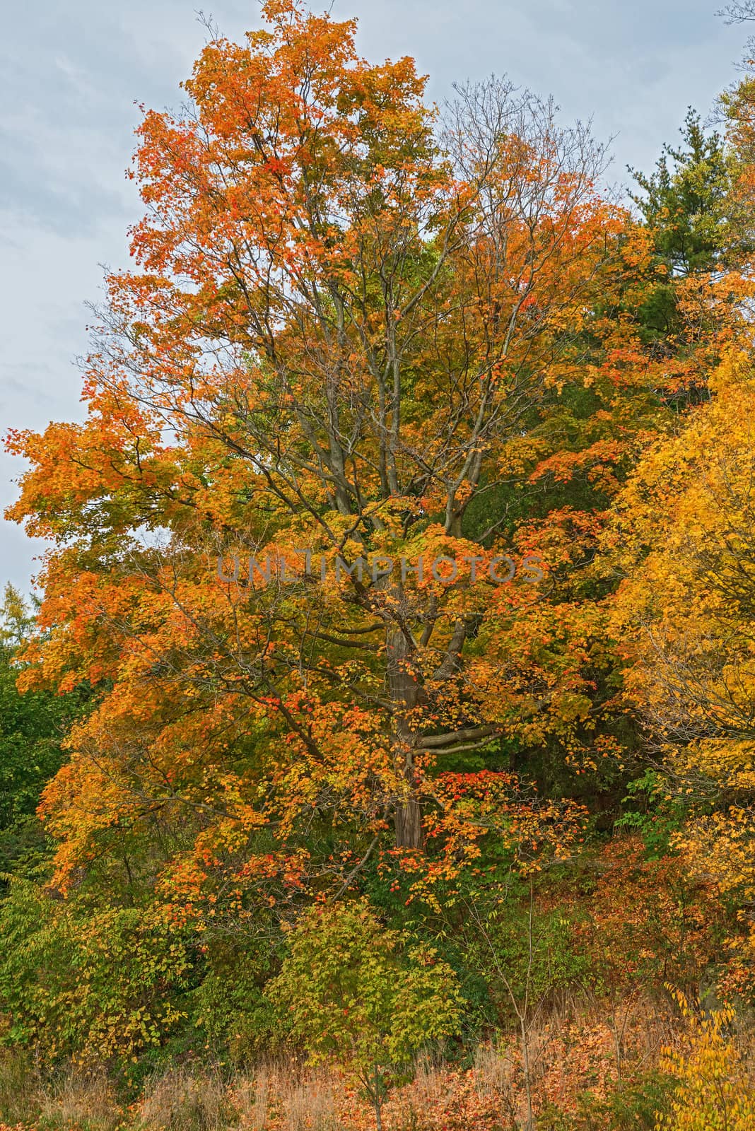 Autumn colors,  leaves and trees by Marcus