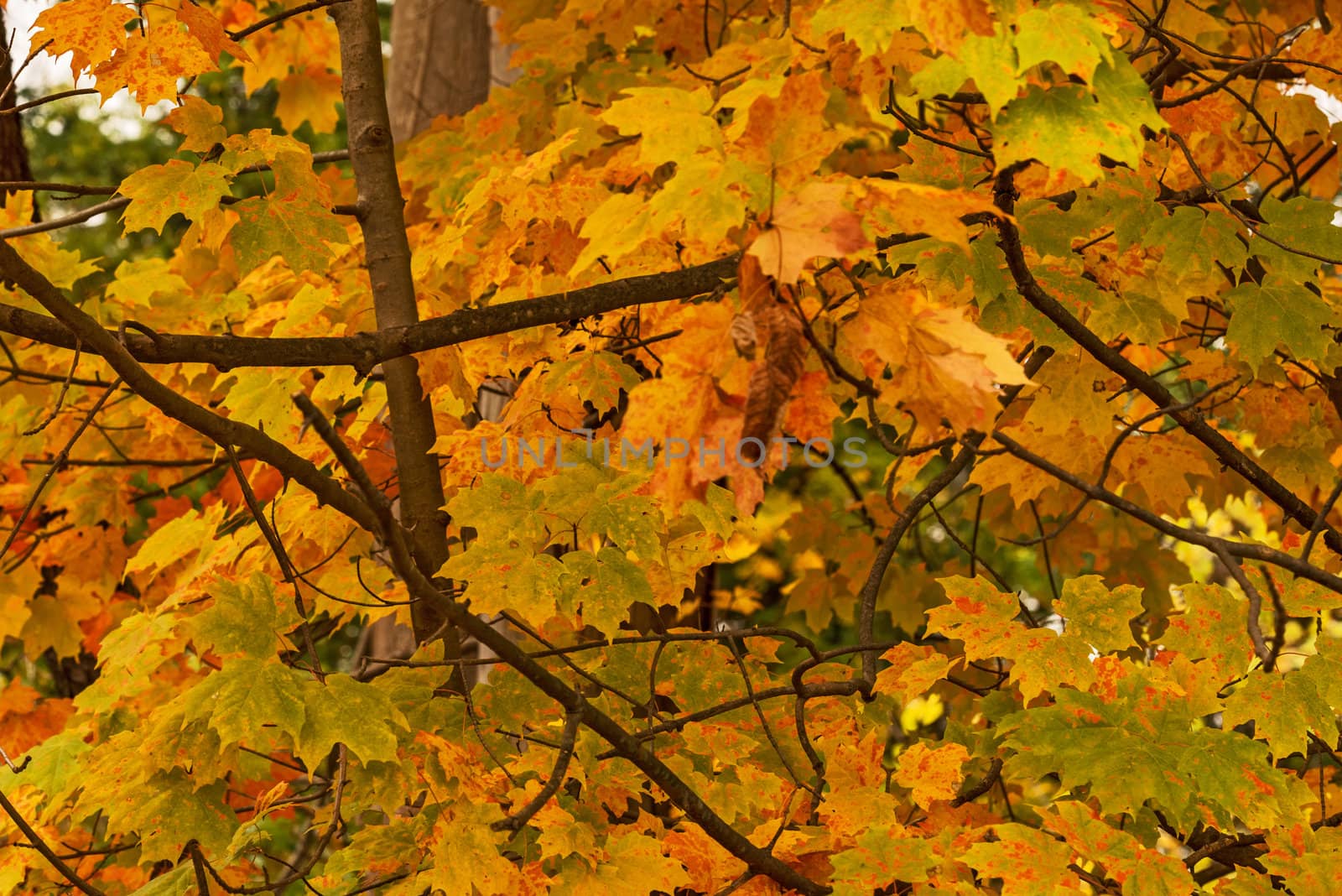  autumn in the park, Colorful foliage 