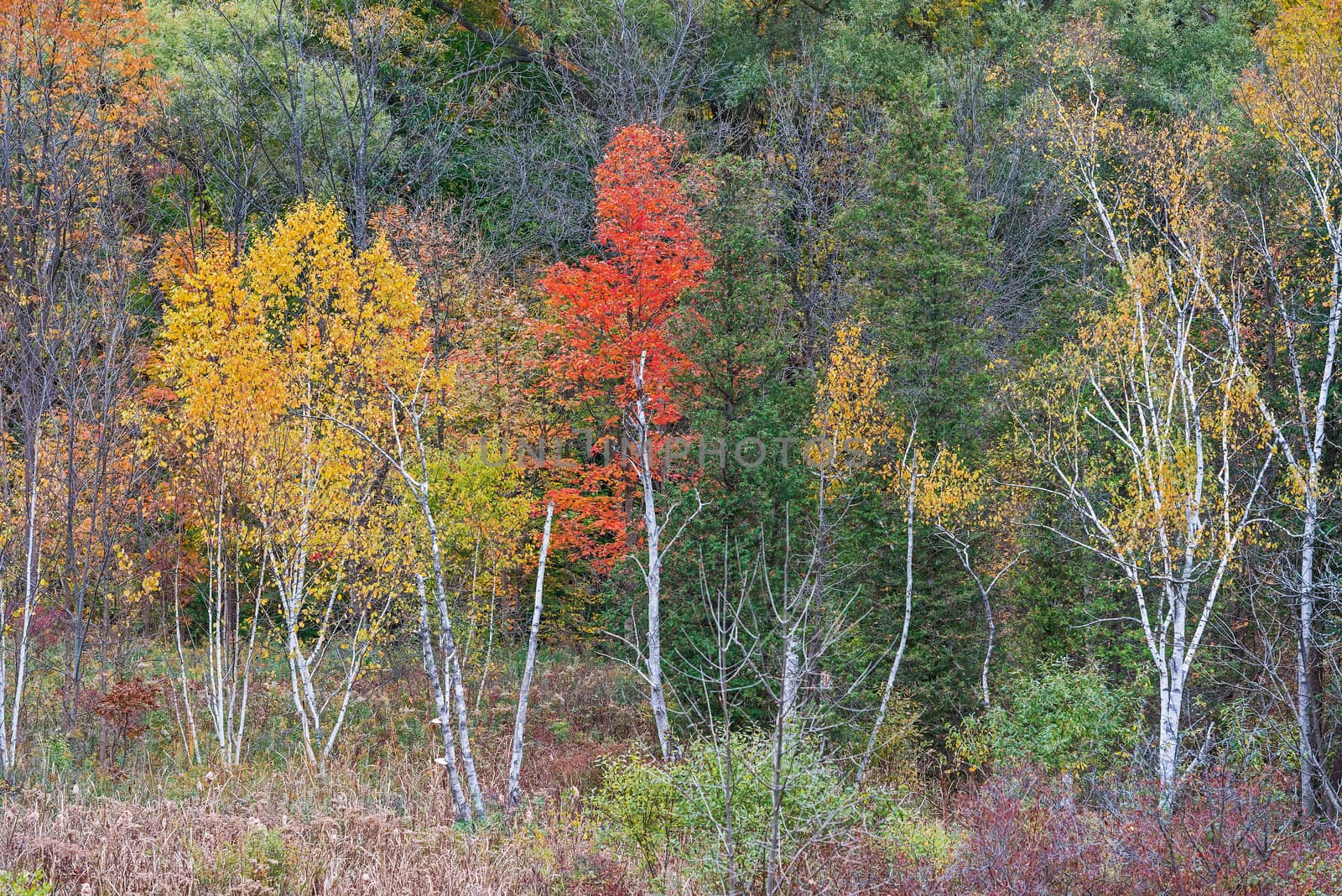 Kelso / Glen Eden Conservation Area in Milton fall colours at  old growth forests on top of the escarpment