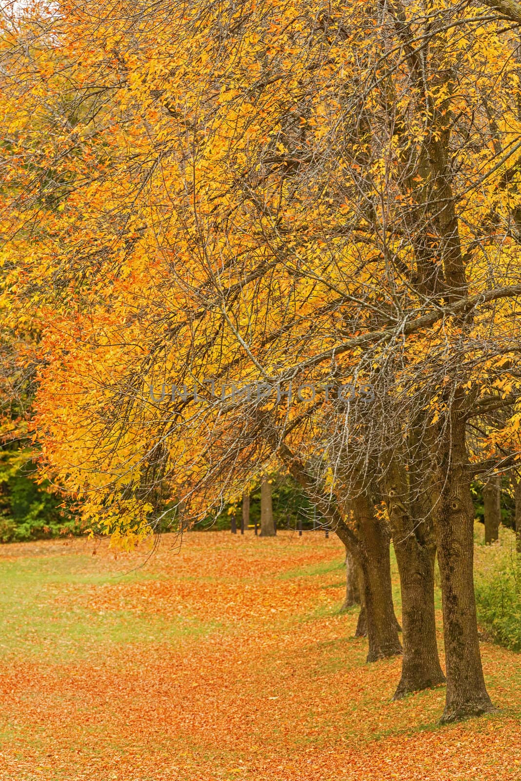 Fall colors in the park by Marcus