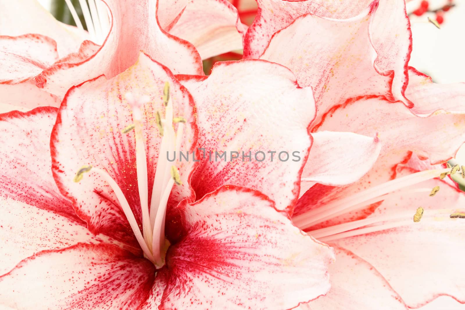 detail of bouquet of pink lily flower on white background