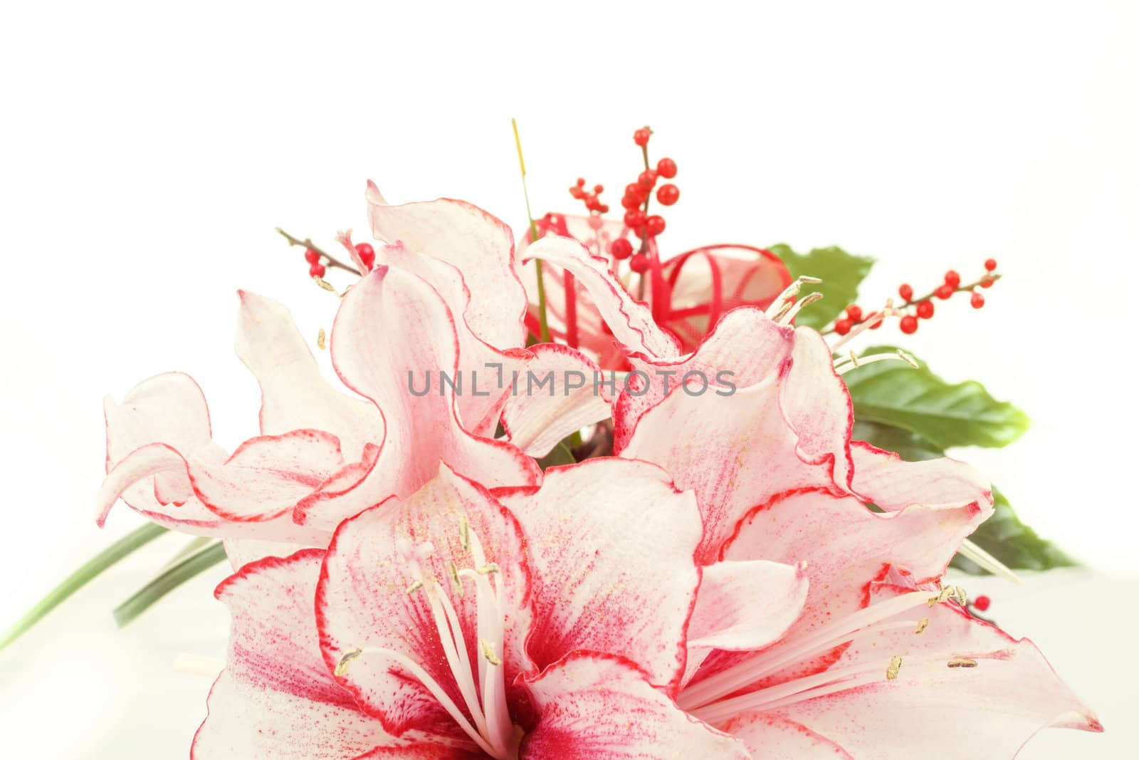 detail of bouquet of pink lily flower on white background