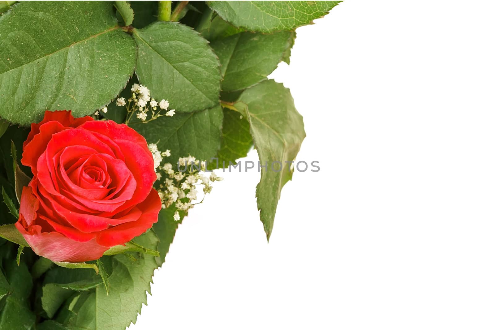 Bouquet of fresh red rose on white, with space for copy in the side