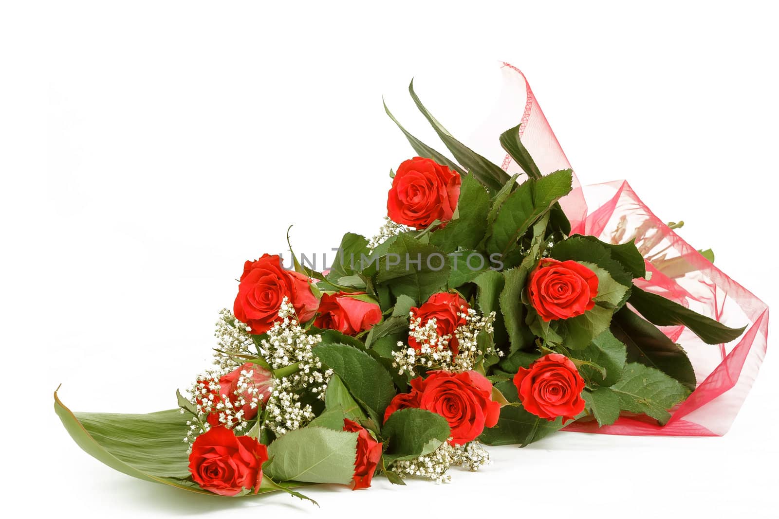 Bouquet of fresh red roses on white, with space for copy in the side