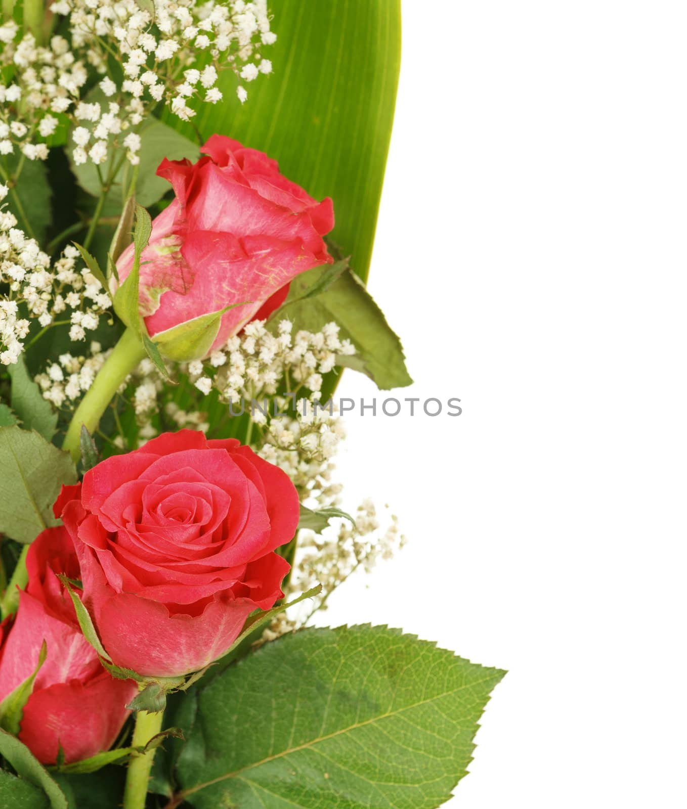 Bouquet of fresh red roses on white, with space for copy in the side