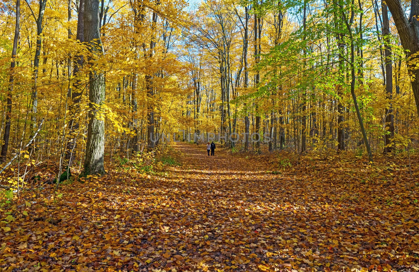 Autumn stroll in the  Hilton Falls trail, Ontario