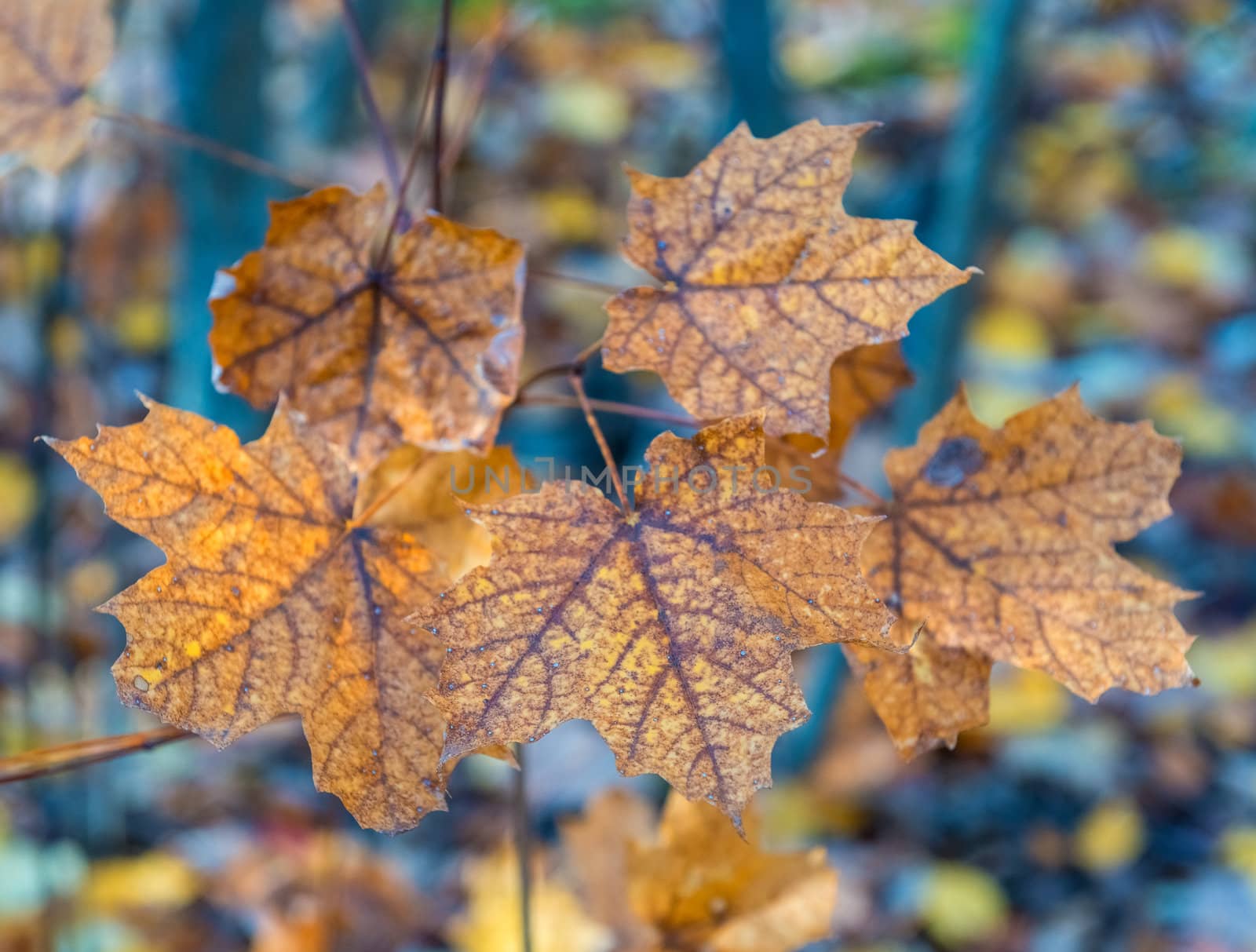  autumn in the park, Colorful leaves