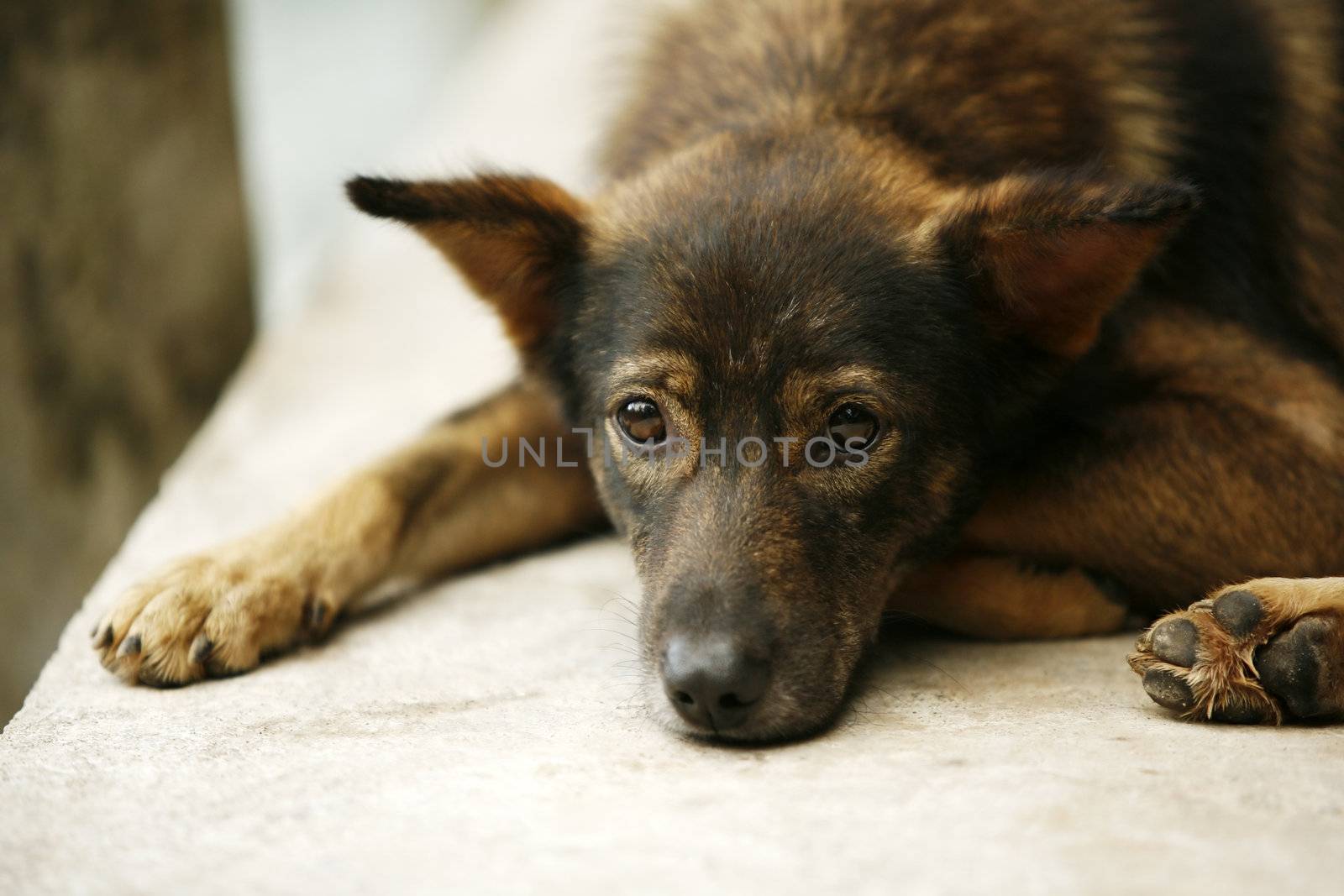 Brown color puppy with sad eyes looks