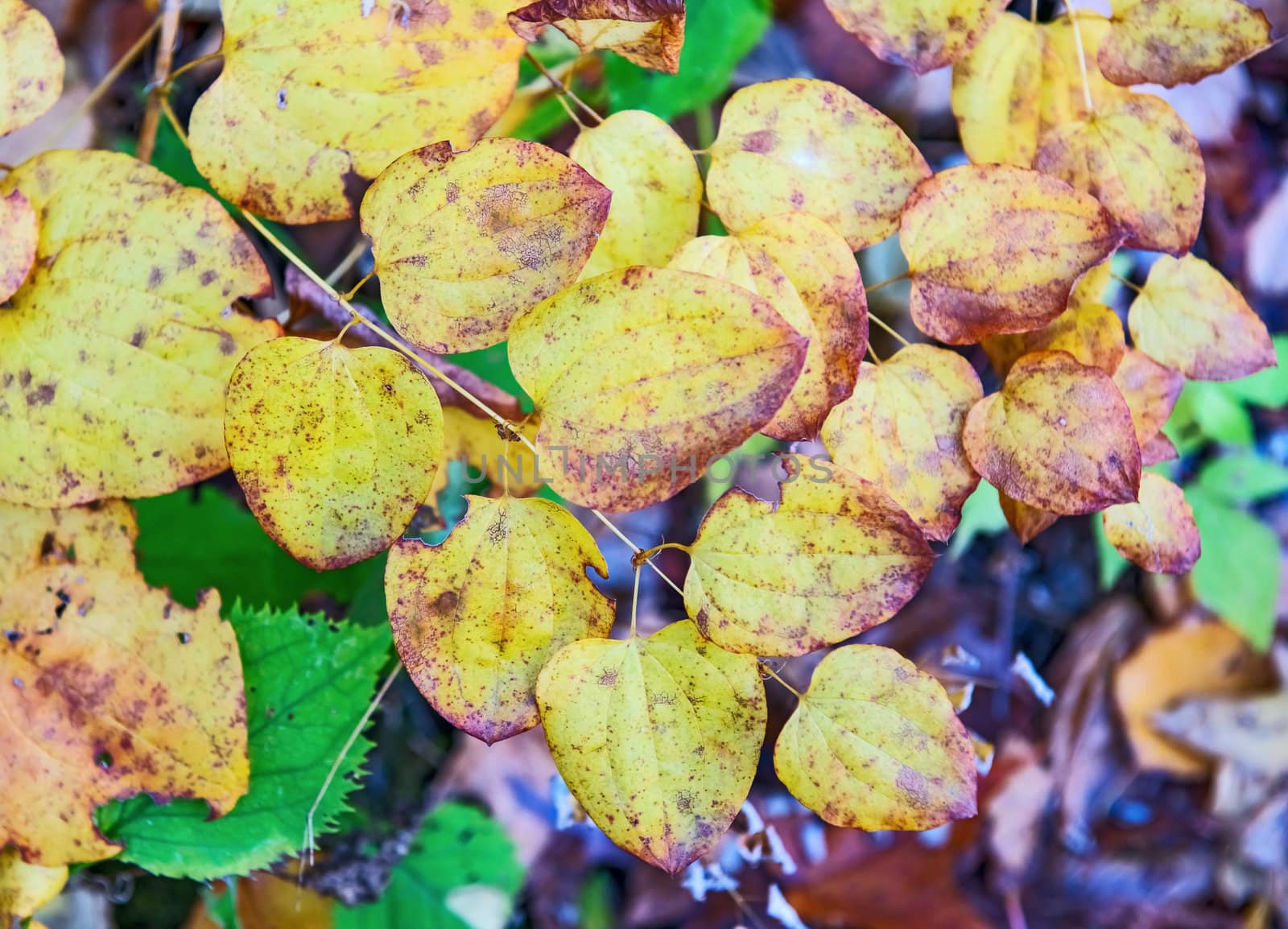  autumn in the park, Colorful leaves