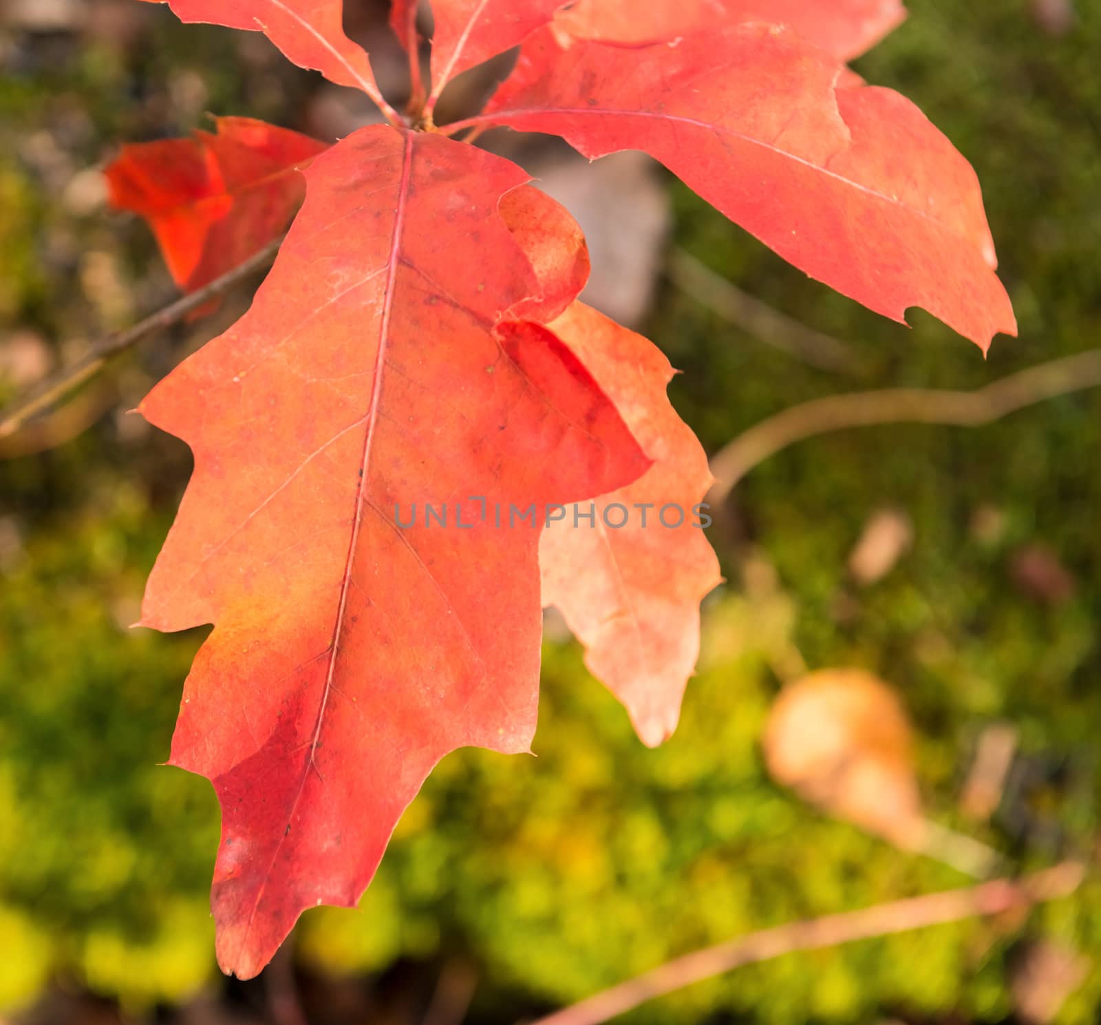 Autumn colors,  leaves  by Marcus