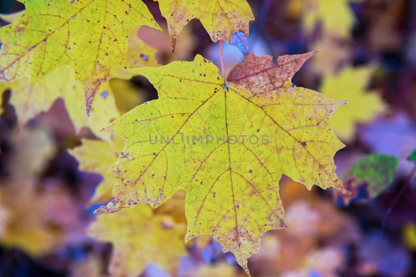 Autumn colors,  leaves  by Marcus