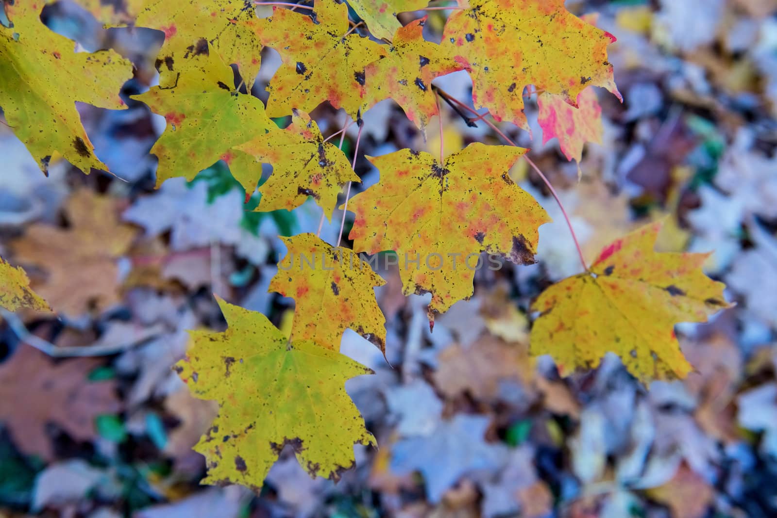  autumn in the park, Colorful leaves