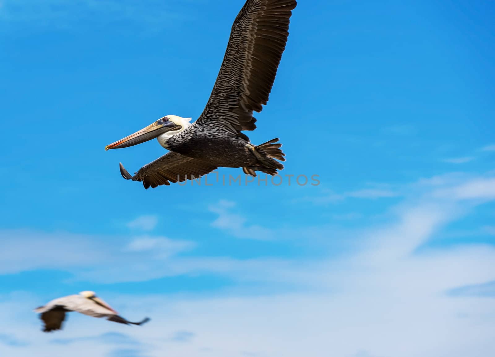 Brown Pelican (Pelecanus occidentalis carolinensis) flying over Ocean in El Rompio Panama