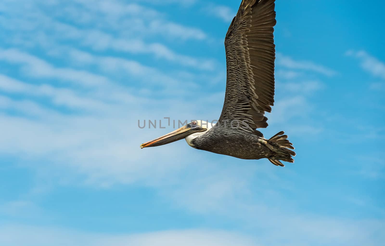 Brown Pelican (Pelecanus occidentalis carolinensis) flying over Ocean in El Rompio Panama
