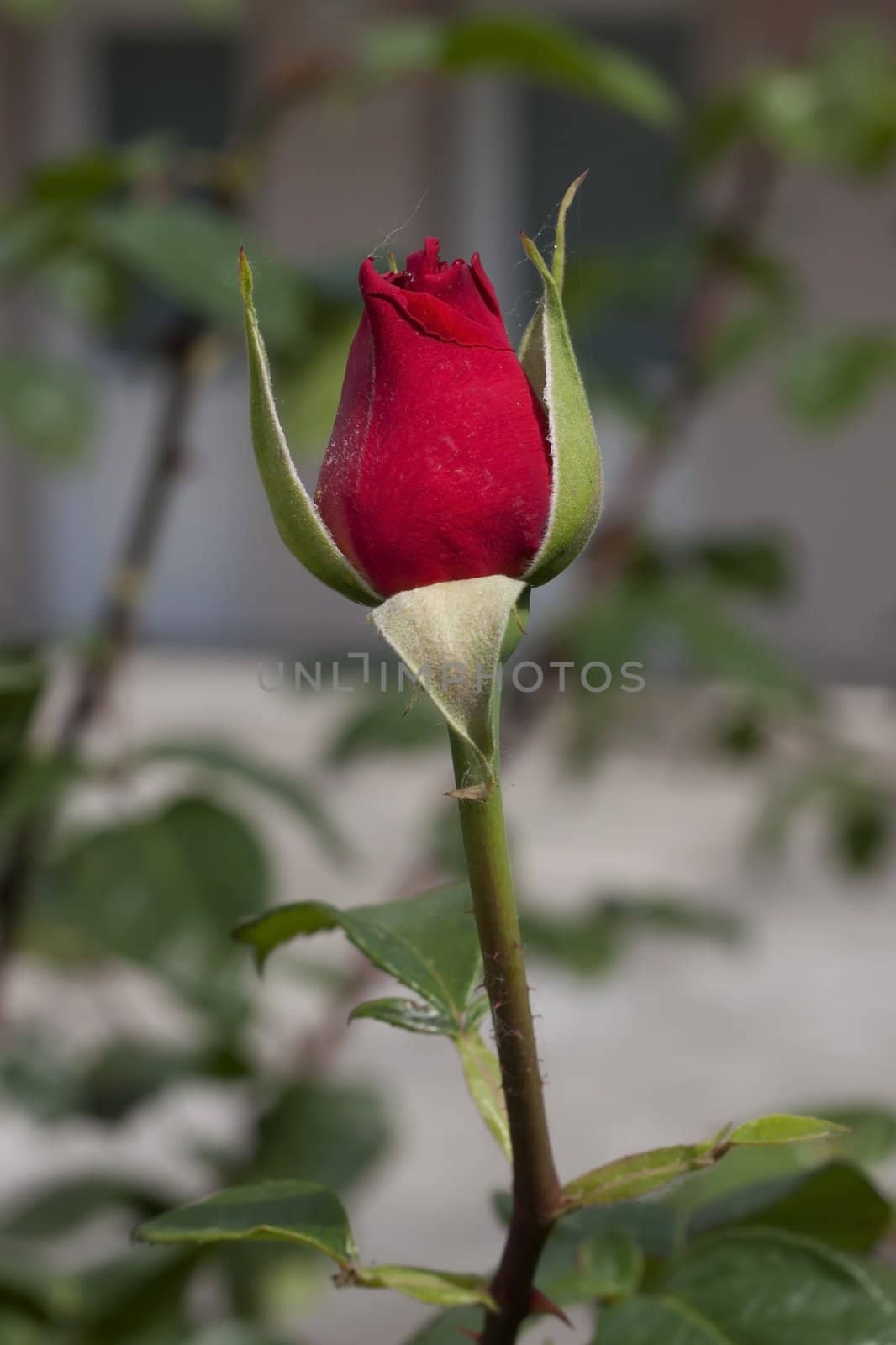 Single beautiful red rose in the garden, France.
