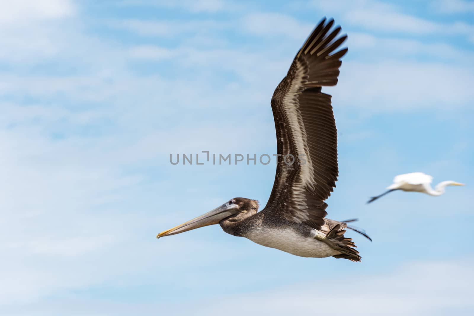 Brown Pelican (Pelecanus occidentalis carolinensis) flying over Ocean in El Rompio Panama