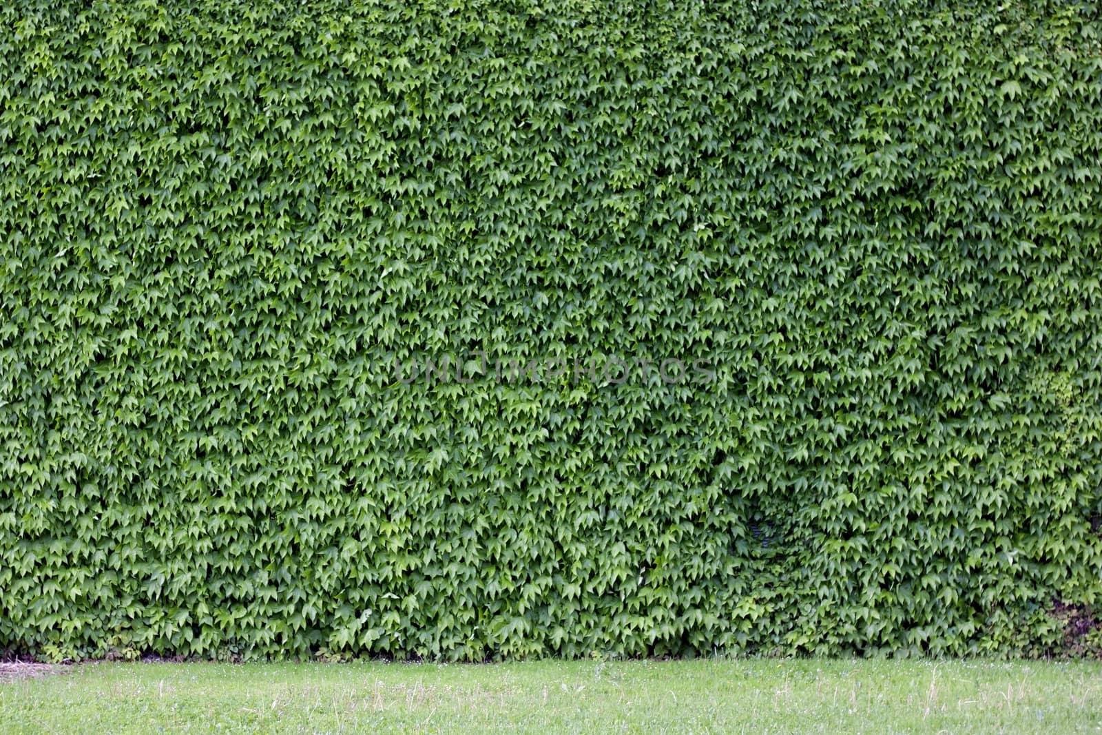 The wall brick covered by green leaves.