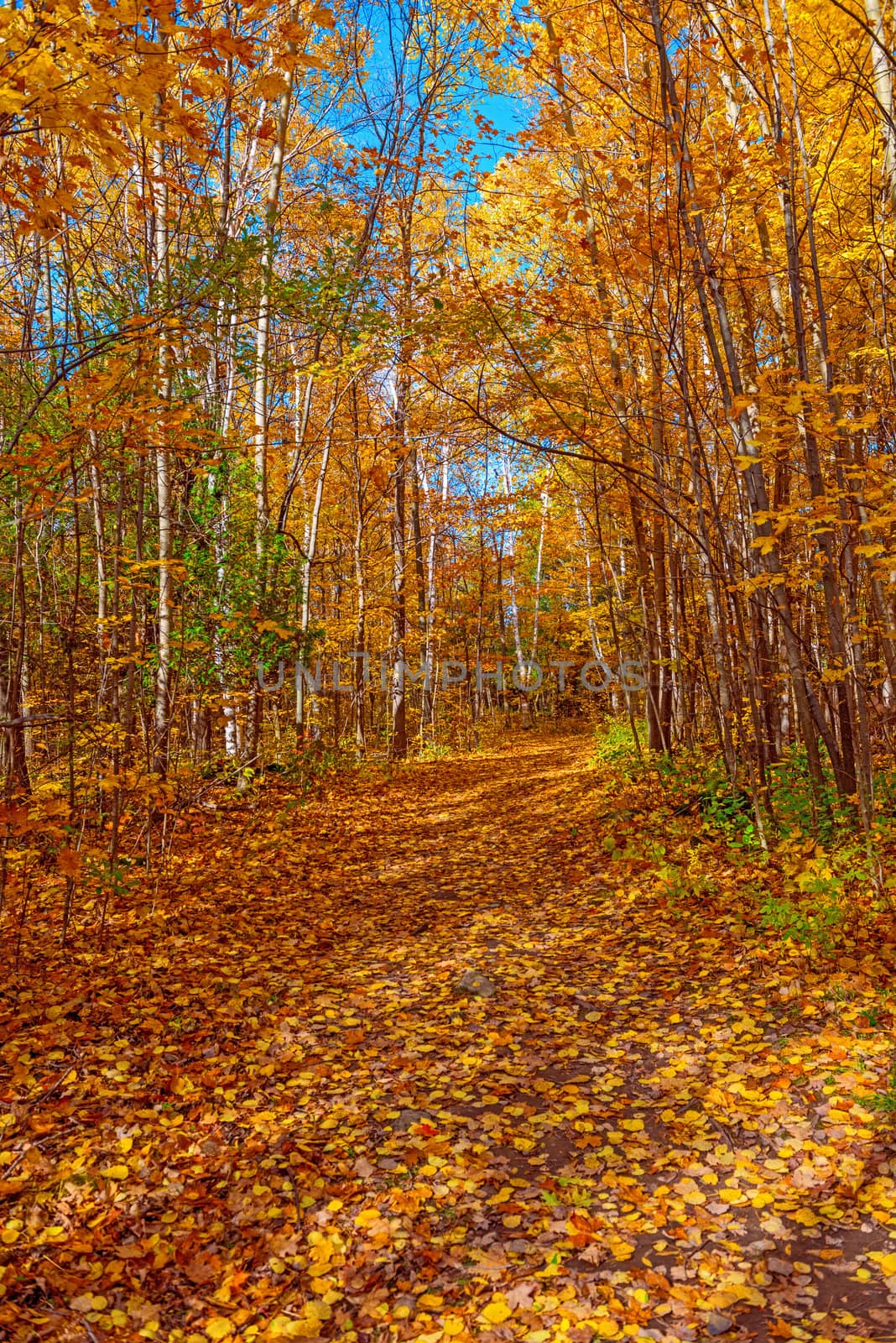 Fall in,  Ontario Hilton Falls conservation area