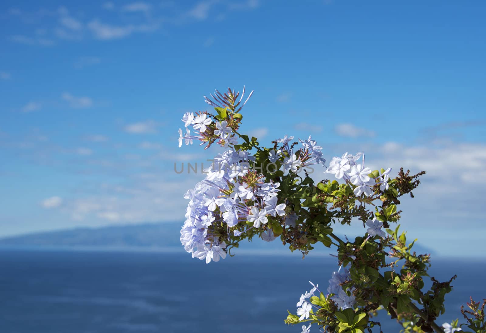 apple blossom on tenerife with blue sky as background