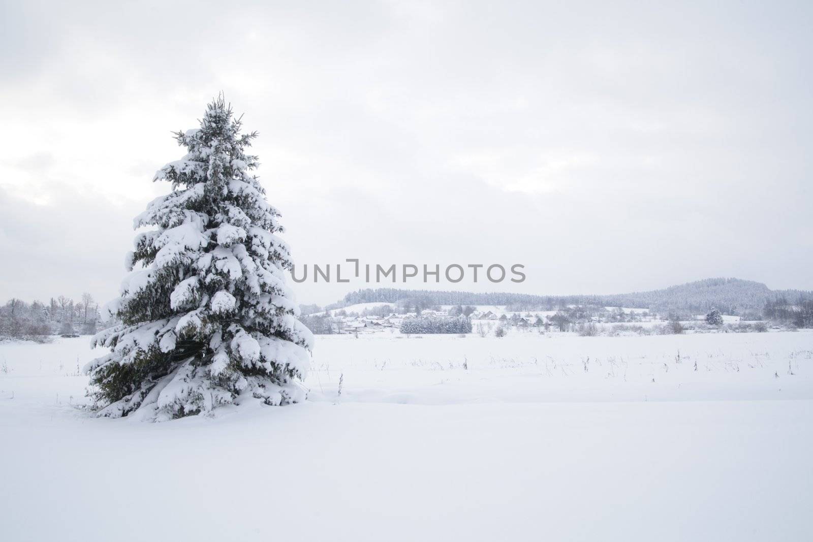 Beautiful winter landscape in the forest outside