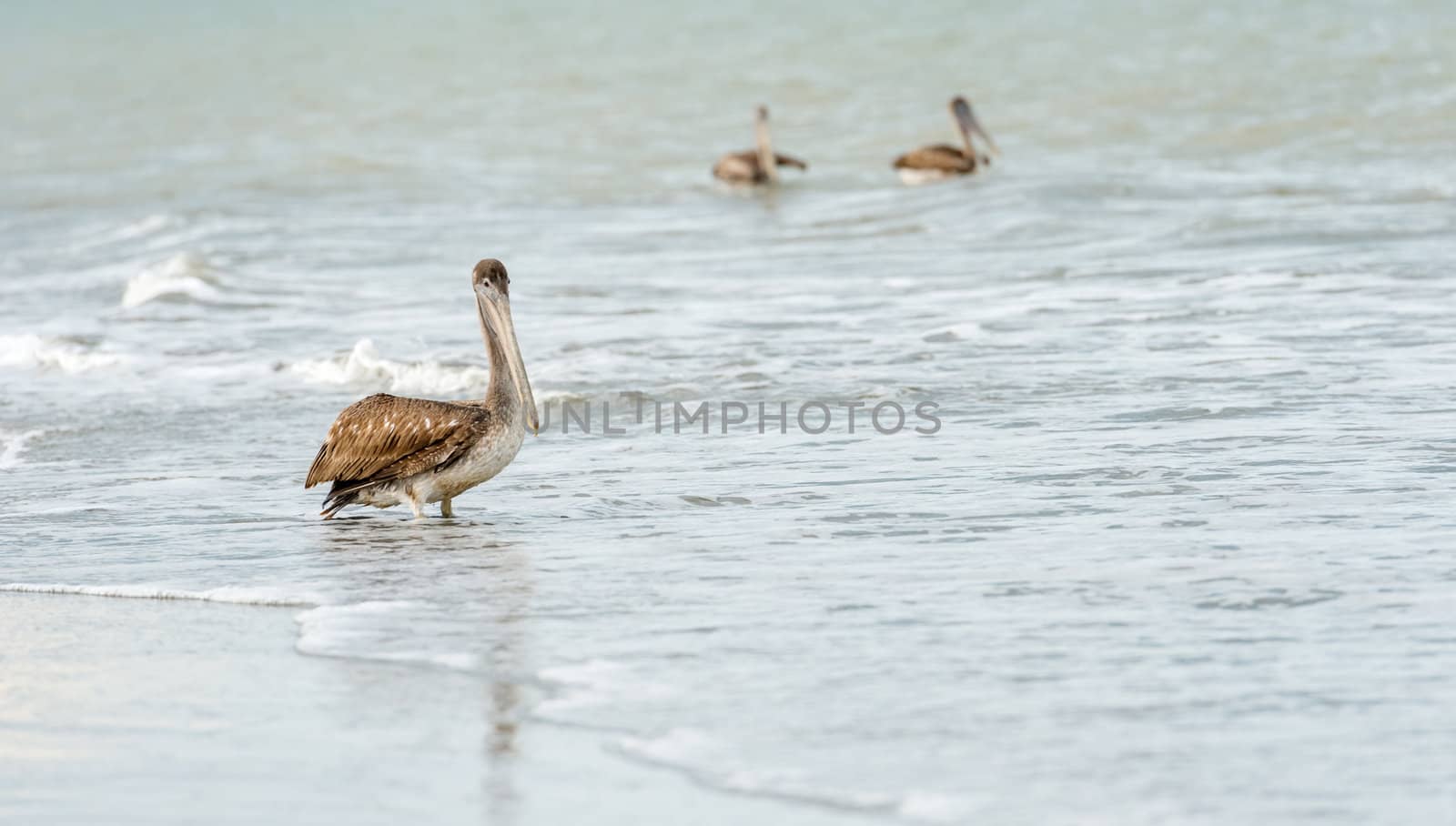 Brown Pelican (Pelecanus occidentalis carolinensis) flying over Ocean in El Rompio Panama