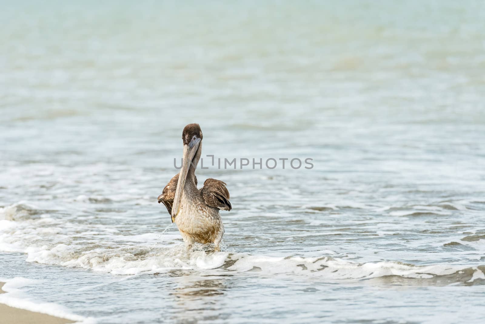 Brown Pelican (Pelecanus occidentalis carolinensis) in  El Rompio beach in Panama