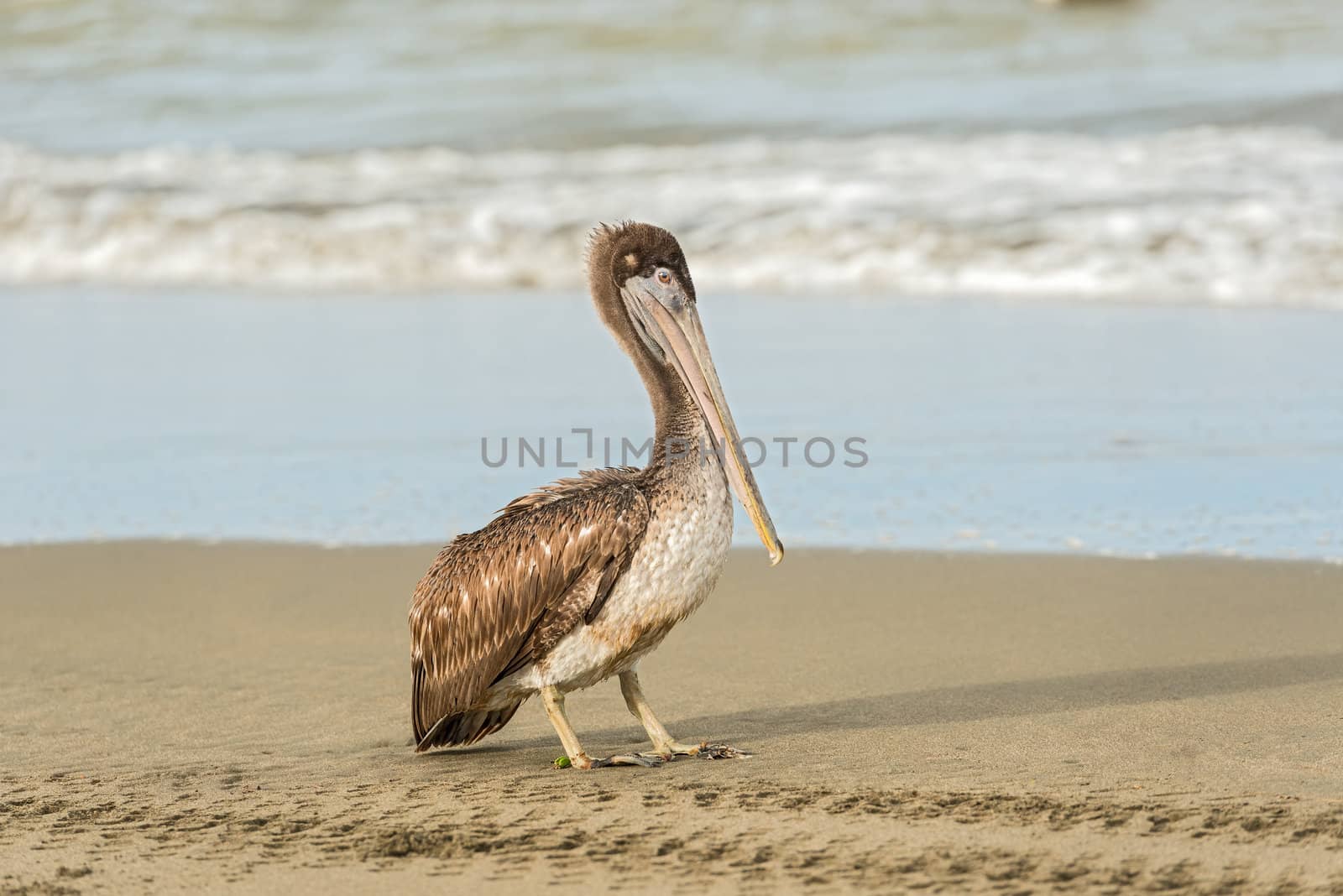 Pelican by Marcus