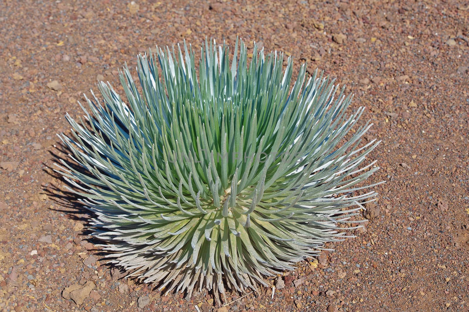 Haleakala Silversword is a rare plant that only grows in cold and dry high altitude on Haleakala Volcano, Maui Island, Hawaii, USA. This plant is only found on the island of Maui in Haleakalā National Park at an elevation of 2,100 to 3,000 m on the Haleakalā summit depression, the rim summits, and surrounding slopes of the dormant Haleakalā Volcano.
