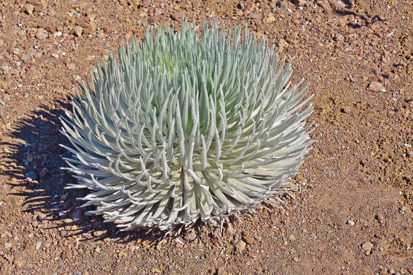Haleakala Silversword is a rare plant that only grows in cold and dry high altitude on Haleakala Volcano, Maui Island, Hawaii, USA. This plant is only found on the island of Maui in Haleakalā National Park at an elevation of 2,100 to 3,000 m on the Haleakalā summit depression, the rim summits, and surrounding slopes of the dormant Haleakalā Volcano.
