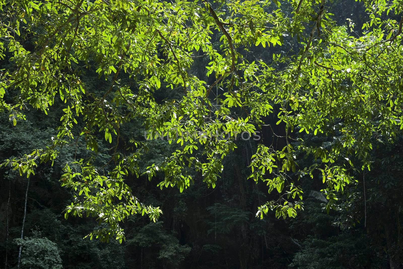 Green leaves background in Thailand