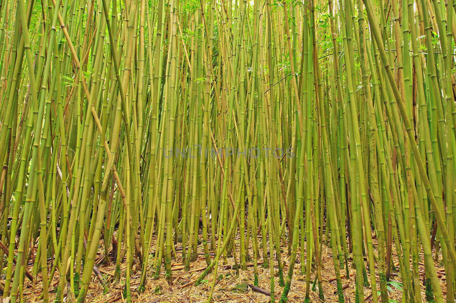 Wide angle of a Bamboo Forest in Hana, Maui by Marcus