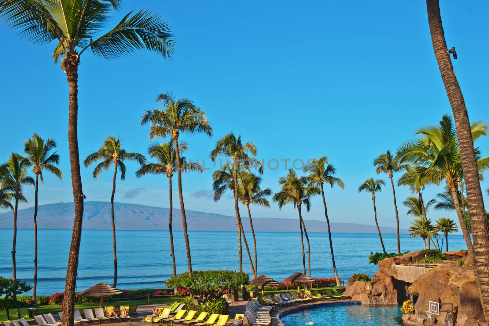 Palm trees, swimming pool on beach resort in Maui Hawai