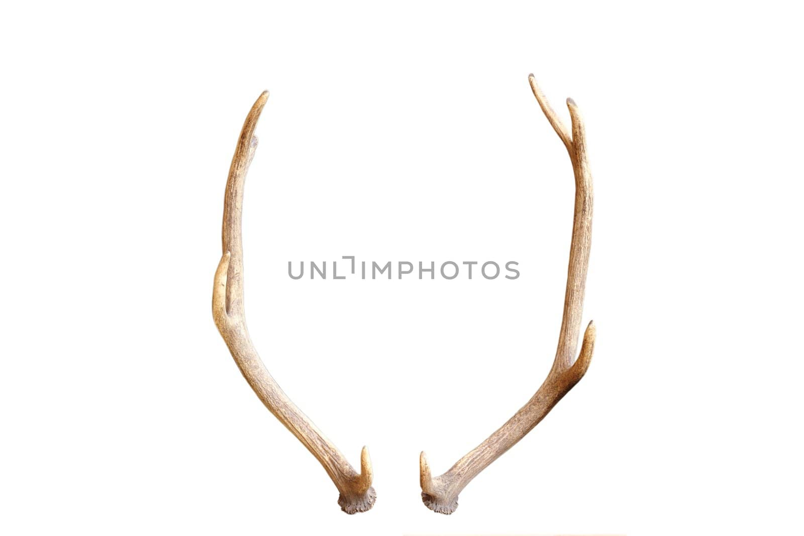 antlers from a young red deer, a trophy for future, isolated over white background