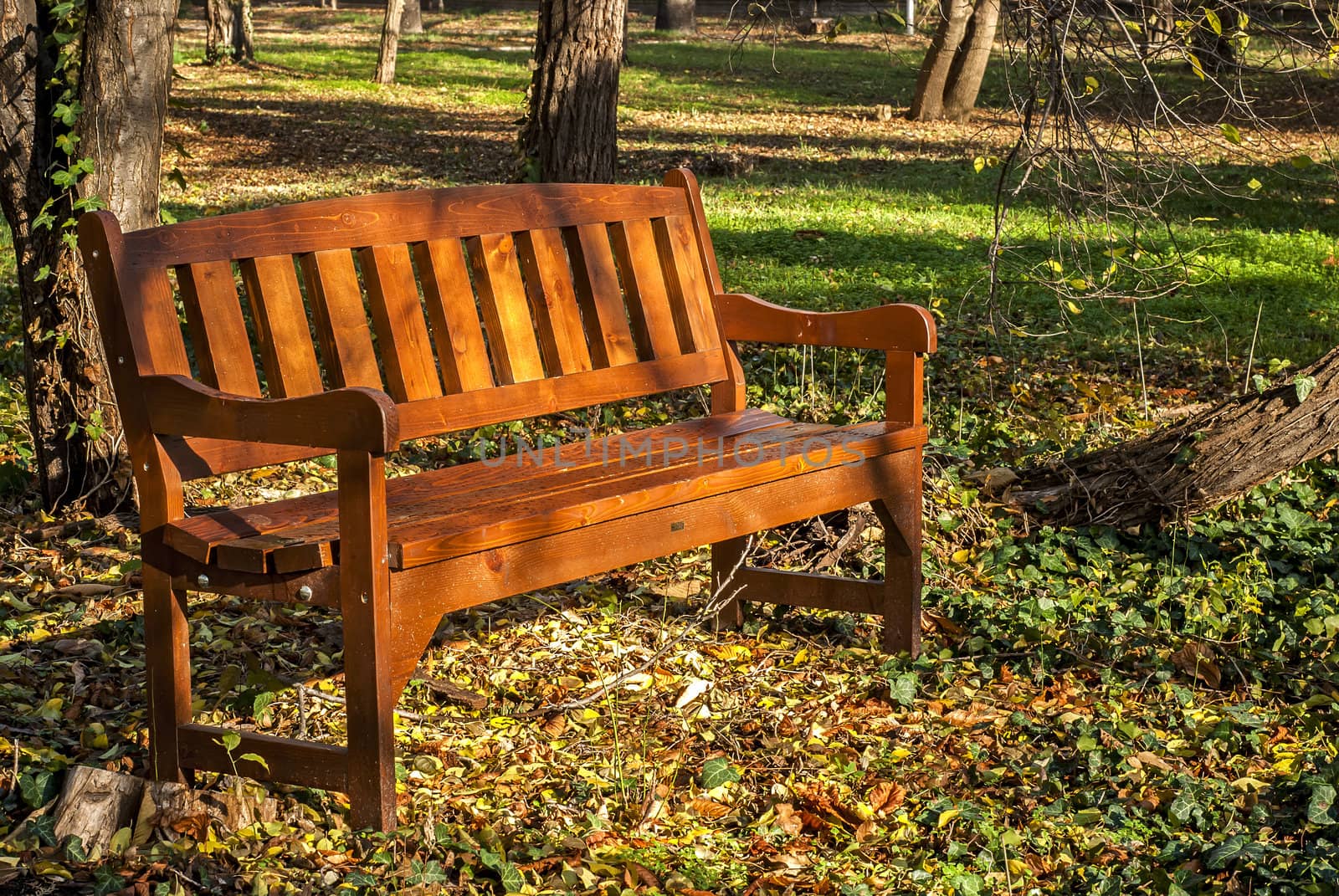 Wooden varnished brown bench in autumn park ground