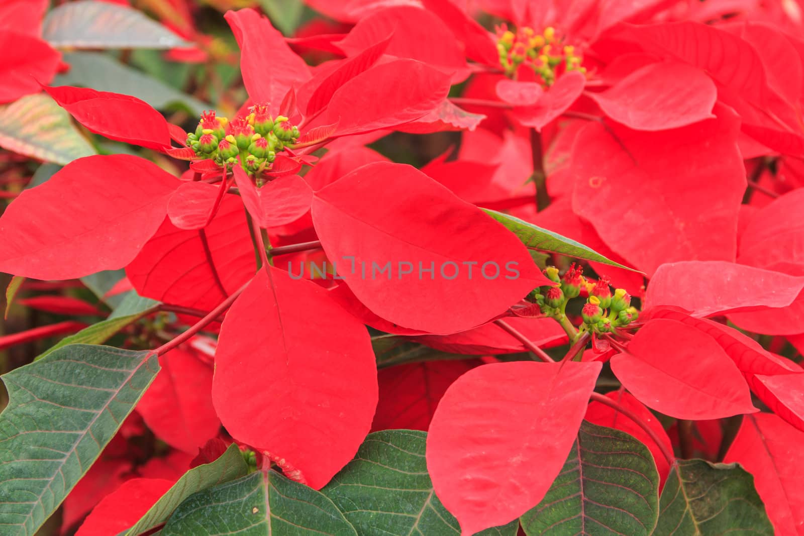 red poinsettia garden with green leaves - christmas flower