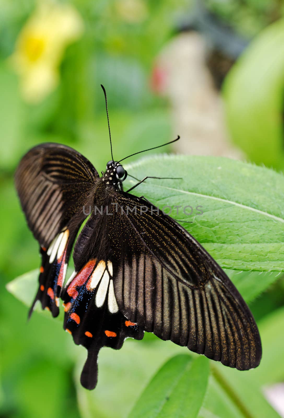 Common Mormon Butterfly