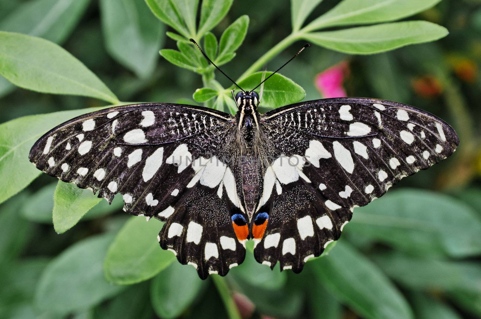 Chequered Swallowtail or Lime butterfly